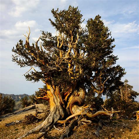 Massive Carbon Storage Protecting Very Old Trees Can Help Mitigate