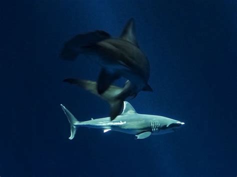 Precise Moments In Time Great White Shark Monterey Aquarium