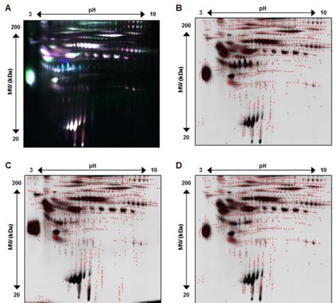 Representative 2 D Dige Gel Image Of Serum After High Abundant Protein Download Scientific