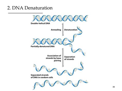 Ppt Nucleic Acid Structure And Stability Powerpoint Presentation