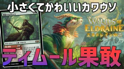 【mtgアリーナ：スタンダード】1マナ果敢生物ゲット！バフにもクリーチャーにもなる優秀なカワウソを採用したティムール果敢！【エルドレインの森】 Youtube