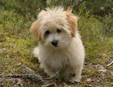 10 Adorable Havanese Puppy Haircuts in 2024 (With Pictures)