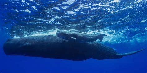 Blue Whale Birth