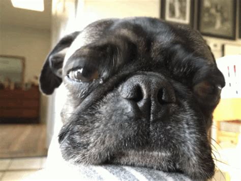 Pugs Cute GIF - Pugs Cute - Discover & Share GIFs