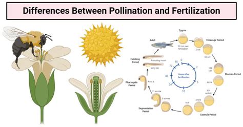 Fertilization In Plants - Plants BN