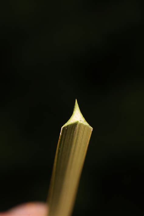 Bolboschoenus fluviatilis (River Bulrush) - FSUS