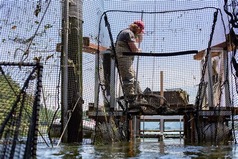 New Study Supports Findings Of 100 Wild Salmon Survival From Fish