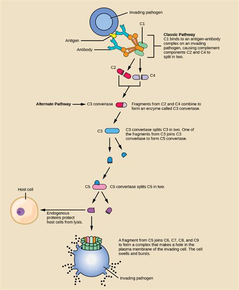 Innate Immune Response Biology 2e Openstax Biology Immune