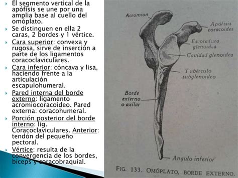 Esqueleto Del Miembro Superior Ppt