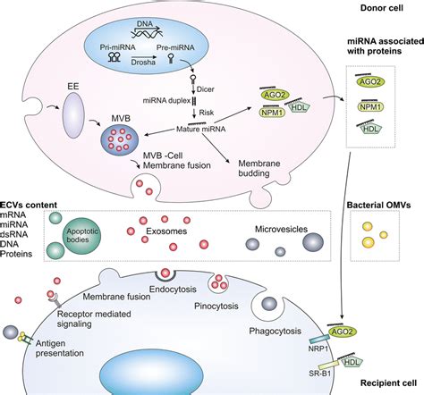 Biogenesis Of Microrna Mirna Extracellular Vesicles Ev And Uptake