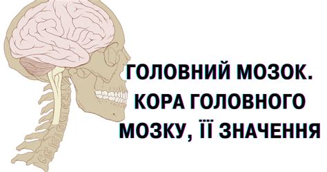 Головний мозок, кора головного мозку, її значення | . Біологія