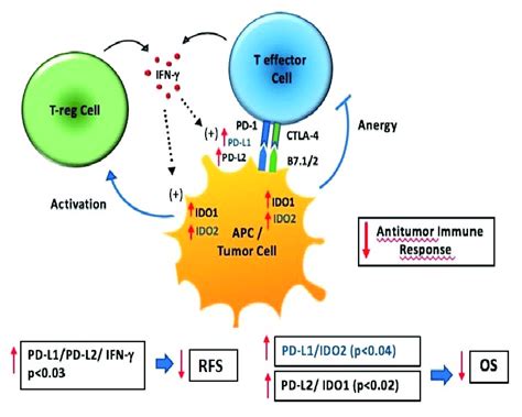 IDO 1 IDO 2 PD L1 PD L2 and INFγ interactions within the tumor