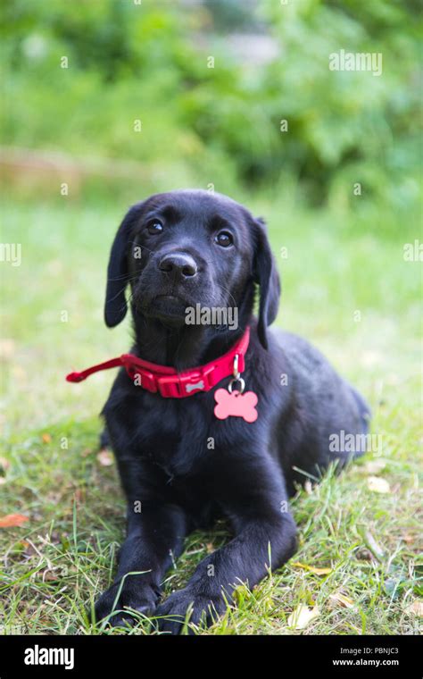 Cachorro Labrador Pequeño Fotografías E Imágenes De Alta Resolución Alamy