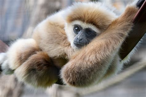 White Handed Or Lar Gibbon Hamerton 23 6 21 Zoochat