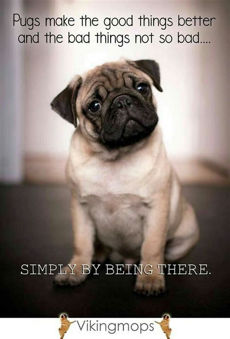 Pin By Karen A On Pug Love Pugs Pug Quotes Pugs Funny