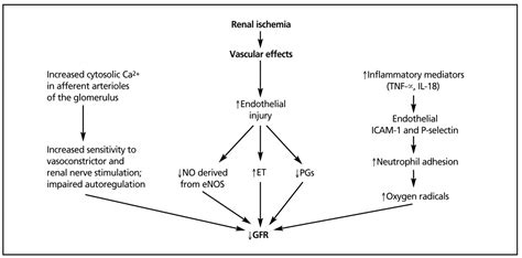 Acute Kidney Injury New Concepts In Definition Diagnosis