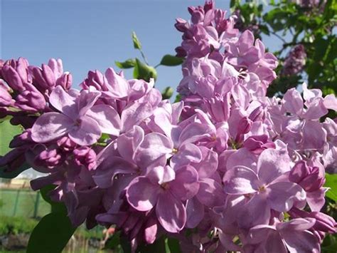 Саженцы сирени маршал бирюзов купить в Москве по цене от 1000 рублей