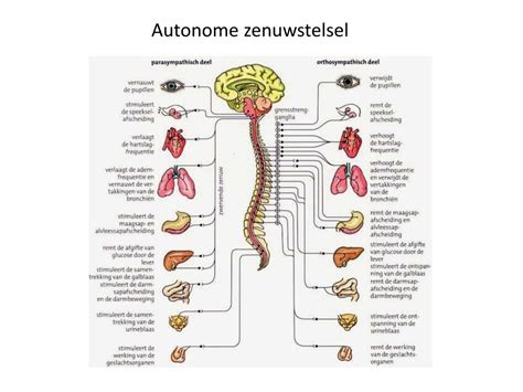 Ppt Het Zenuwstelsel Powerpoint Presentation Free Download Id2429473