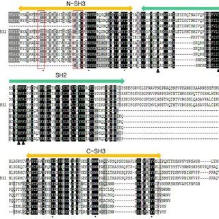 The conservation of amino acid residues are displayed with different ... 