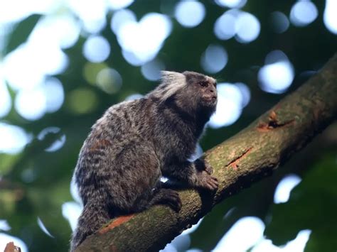 Sesapi Investiga Suspeita De Raiva Em Homem Ap S Ataque De Macaco Sagui