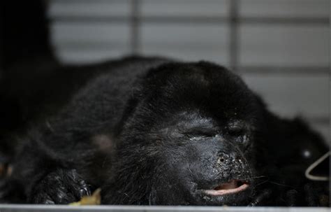 No M Xico Dezenas De Macacos Caem Mortos De Rvores Devido Ao Calor