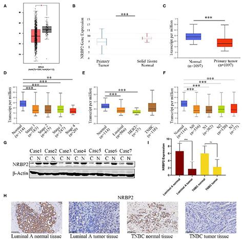 Frontiers NRBP2 Functions As A Tumor Suppressor And Inhibits