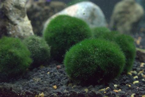 Marimo Moss Ball Care guide & Information » Petsoid