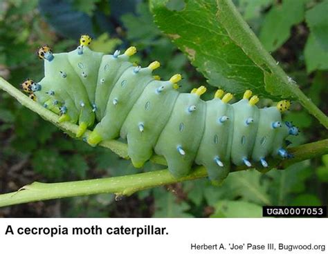 Cecropia Moth | NC State Extension Publications