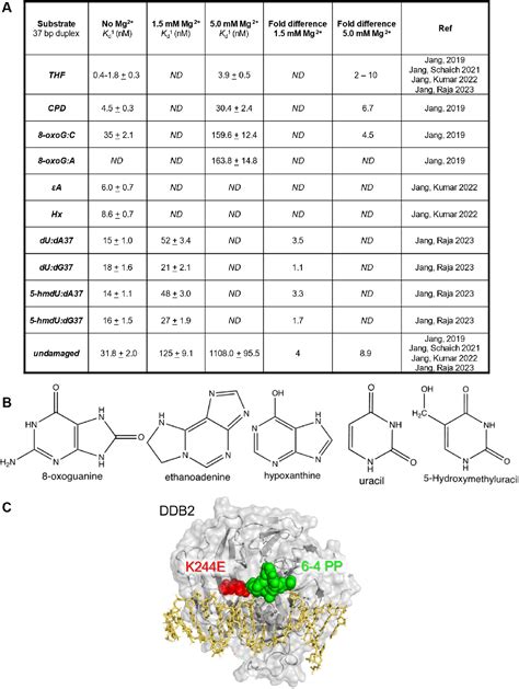 Figure From Uv Ddb As A General Sensor Of Dna Damage In Chromatin