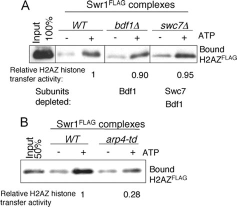 N Terminus Of Swr1 Binds To Histone H2AZ And Provides A Platform For