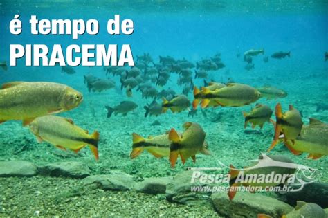 Piracema Per Odo De Defeso Para A Reprodu O Dos Peixes Portal