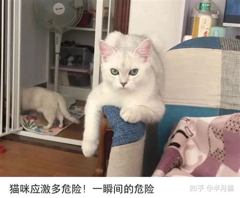 养猫劝退指南！每一条都让人心梗 知乎