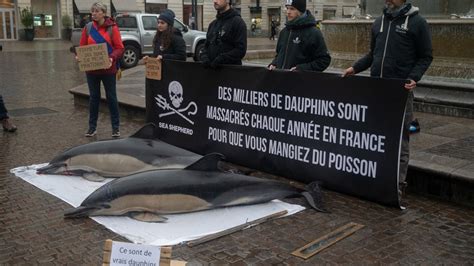 Dauphins Chou S Sur La C Te Atlantique Le Conseil D Etat Ordonne Au