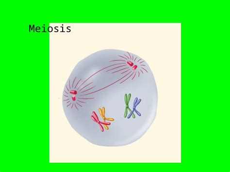 Ppt Meiosis I Definition The Formation Of Gametes Sex Cells From