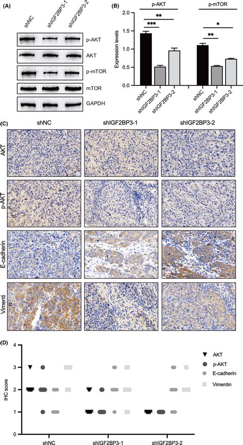 Silencing Of Igf Bp Impairs Akt Mtor Signalling A B Western Blot