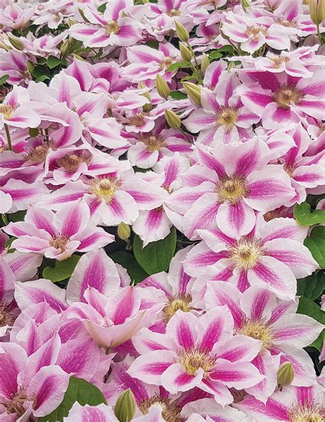 Clematis Jackmani Hybrid Cotton Candy Tesselaar