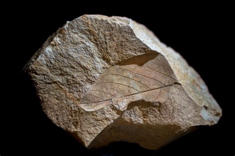 Why Are Fossils Only Found In Sedimentary Rocks? - Rock Seeker