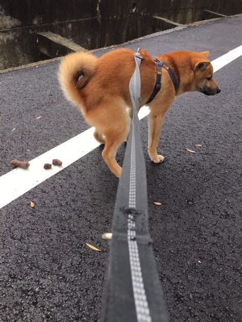 柴柴難過但柴柴不說！因嘴巴太黑，常常被路人誤以為不是柴犬！ 每日頭條