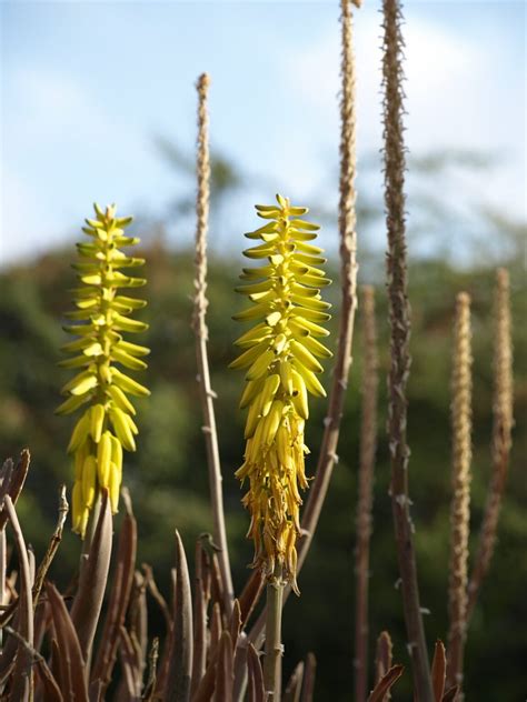 Cómo es la flor del Aloe vera