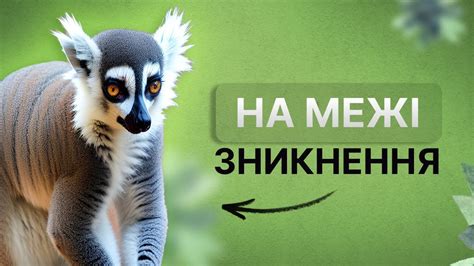 8 ЦІКАВИНОК про ЛЕМУРІВ Чому ЛЕМУРИ вимирають факти українською