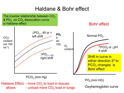 Lecture Transport Of Oxygen And Carbon Dioxide In Blood Flashcards