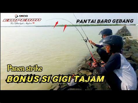 Full Strike Mancing Di Laut Baro Gebang Dengan Joran Daido Emperor