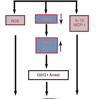 Graphical Representation Of The Underlying Mechanism Whereby