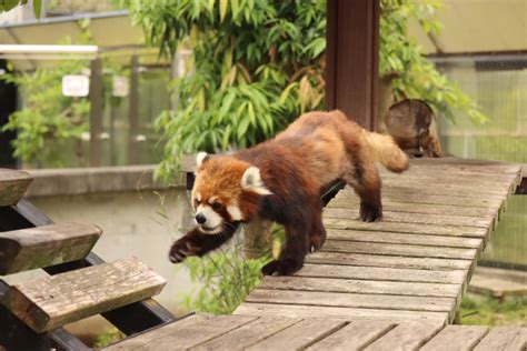 家族でかわいい動物たちに会いにいこう！～レッサーパンダの聖地 日本平動物園～ 日本の観光メディアmatcha