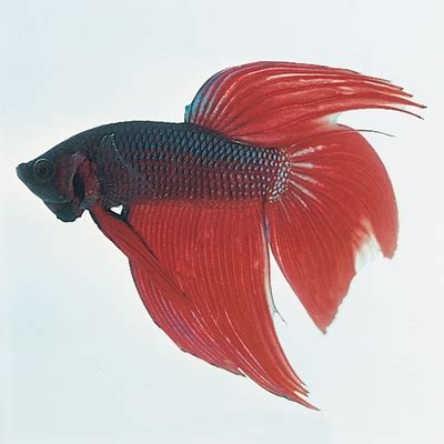 Female Betta splendens, Living | Carolina Biological Supply