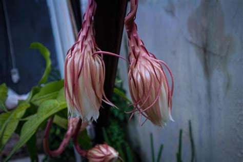 Fresh Epiphyllum Anguliger Or In Indonesia Called Wijaya Kusuma