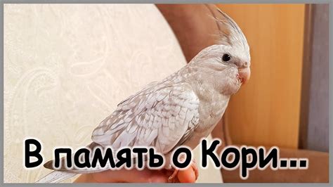 Прощай, Кори... - YouTube