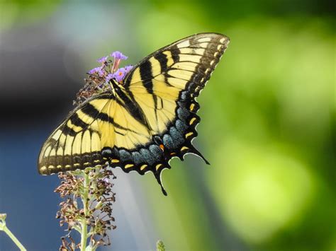 Arkansas Butterflies And Moths Of North America