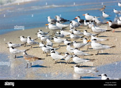 Royal Terns Thalasseus Maximus Flocking On Beach At Captiva Island