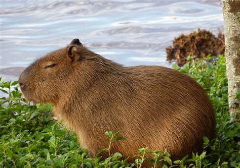What is a Capybara?